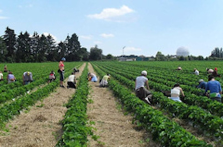 Свежие новости: В Нацбанке заявили, что ожидают от заробитчан 10 миллиардов долларов поступлений