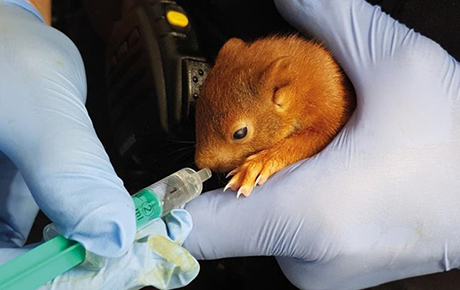 Свежие новости: В Германии полиция спасала мужчину от бельчонка