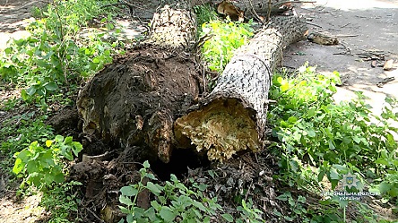 Свежие новости: В Черкассах на группу школьников упало дерево, пострадали четверо детей