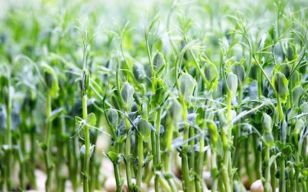 Свежие новости: Через зміни клімату фермери Миколаївщини почали сіяти незвичні для регіону рослини