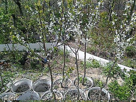 Свежие новости: На Николаевщине пенсионерка украла саженцы сливы и получила год условно