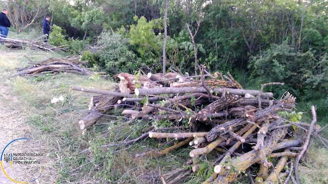 Свежие новости: В Вознесенском районе местный житель незаконно срубил почти два десятка деревьев — открыто производство