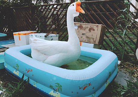 Свежие новости: В Китае гуся приняли в университет