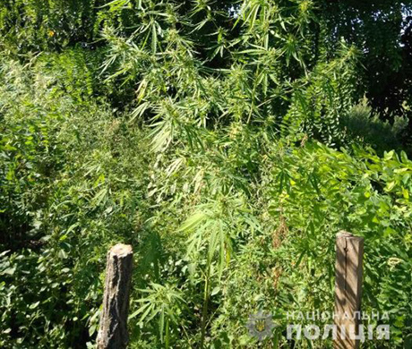 Свежие новости: На Николаевщине полицейские изъяли у наркоагронома 77 кустов конопли