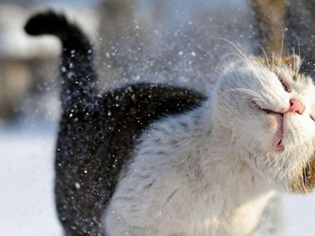 Свежие новости: В Украину идет потепление и снег с дождем