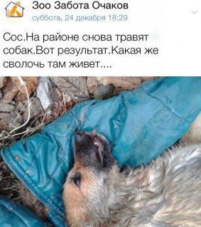 Свежие новости: SOS! В Очакове массово травят бездомных собак и котов