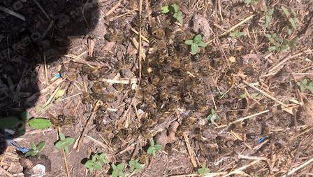 Свежие новости: В одном из районов Николаевщины – массовый падеж пчел