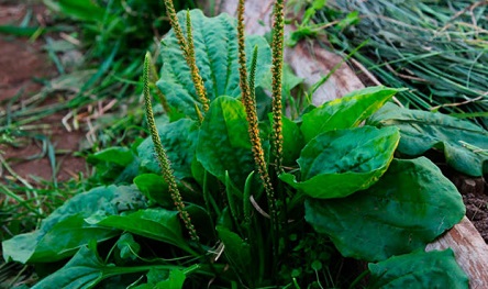 Свежие новости: Выращивание подорожника в 12 раз выгоднее, чем пшеницы