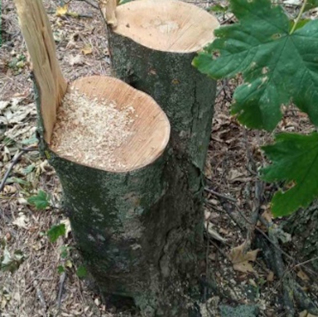 Свежие новости: Под Первомайском неизвестные уничтожили 65 акаций и дубов, размер ущерба составил полмиллиона гривен