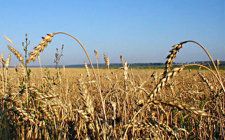 Свежие новости: До уваги сільгосптоваровиробників Територіальної громади міста Вознесенська