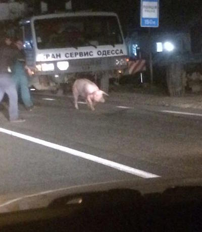 Свежие новости: Под Коблево «просыпали» почти 200 свиней