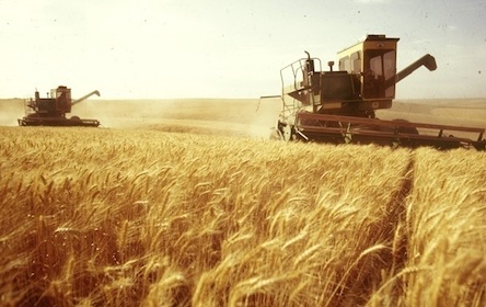 Свежие новости: Урожай зерновых в Украине в 2022 году будет примерно на 20% меньше, чем в 2021 году, – Минобороны Британии