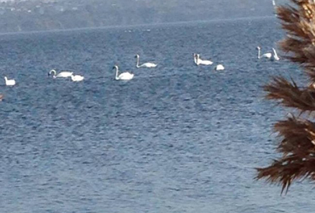 Свежие новости: На Николаевщине убивают лебедей