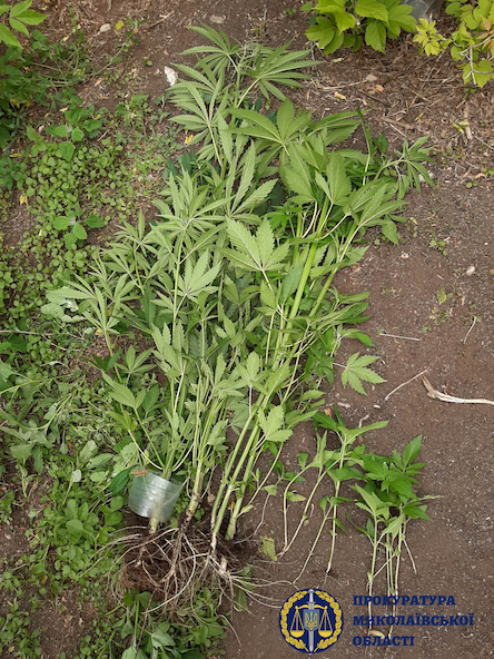 Фото новости: Житель Новобугского района выращивал на приусадебном участке коноплю Свежие новости: Житель Новобугского района выращивал на приусадебном участке коноплю