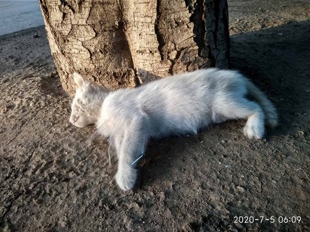 Свежие новости: Живодеры в Николаеве продолжают убивать животных
