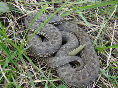 Свежие новости: Четырехлетняя львовянка попала в реанимацию после нападения змеи