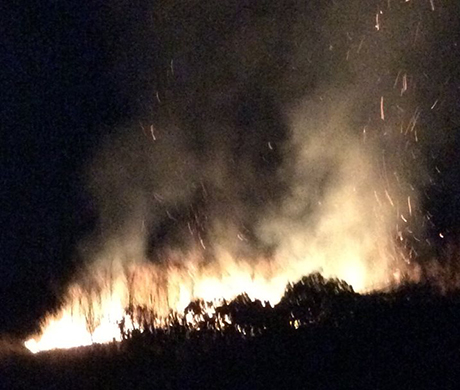 Свежие новости: Под Одессой сожгли виноградники бизнесмена из Франции. Он уверяет, что просил Порошенко о помощи
